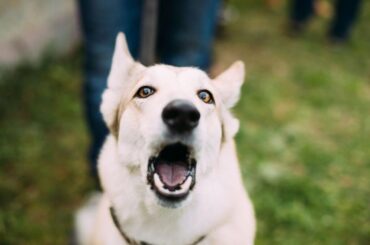 10 Reasons Why Your Dog Screams in Pain