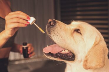 Is Soybean Oil Good For Dogs - Complete Guide
