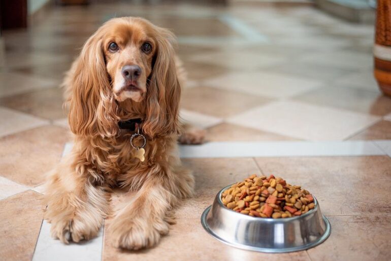 Healthy Balanced Diet For Your Dog