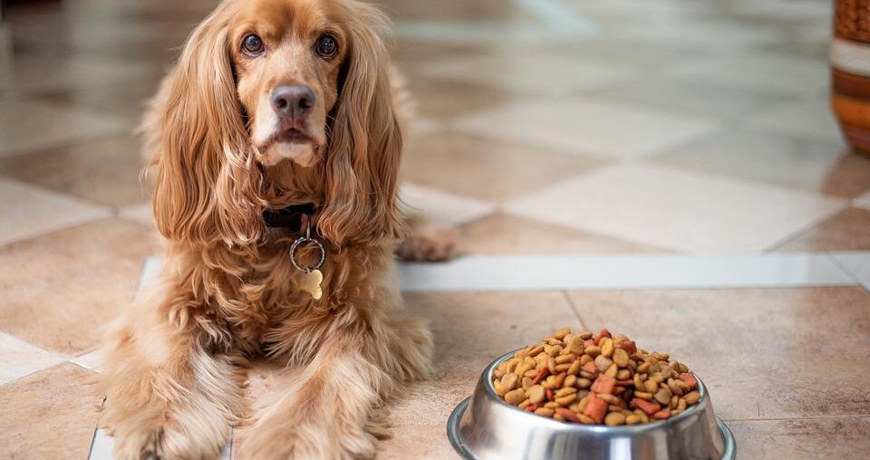 Healthy Balanced Diet For Your Dog