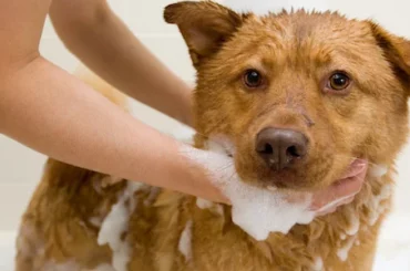 Bathing Your Dog At Home