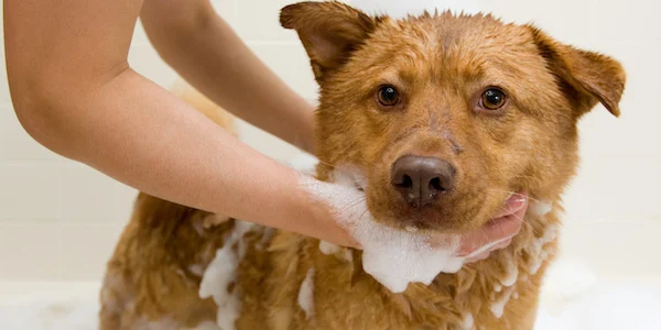 Bathing Your Dog At Home
