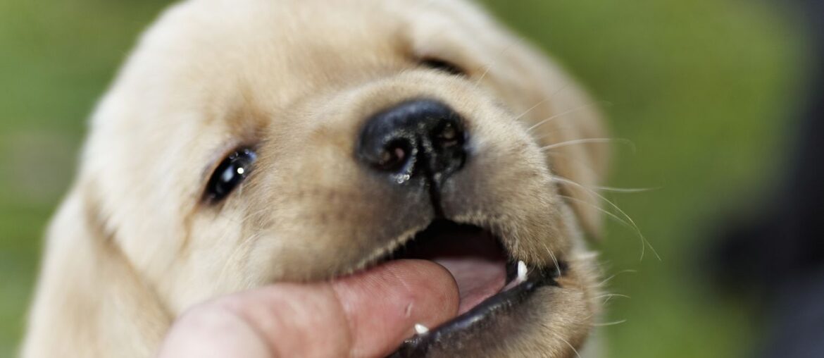 How To Control Your Dog From Biting