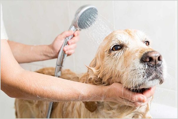 How To Prepare Your Dog For A Bath