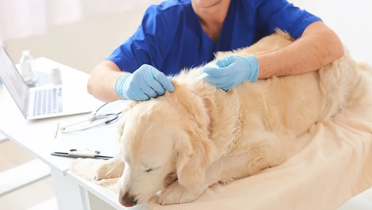 How To Treat diabetes In Dog